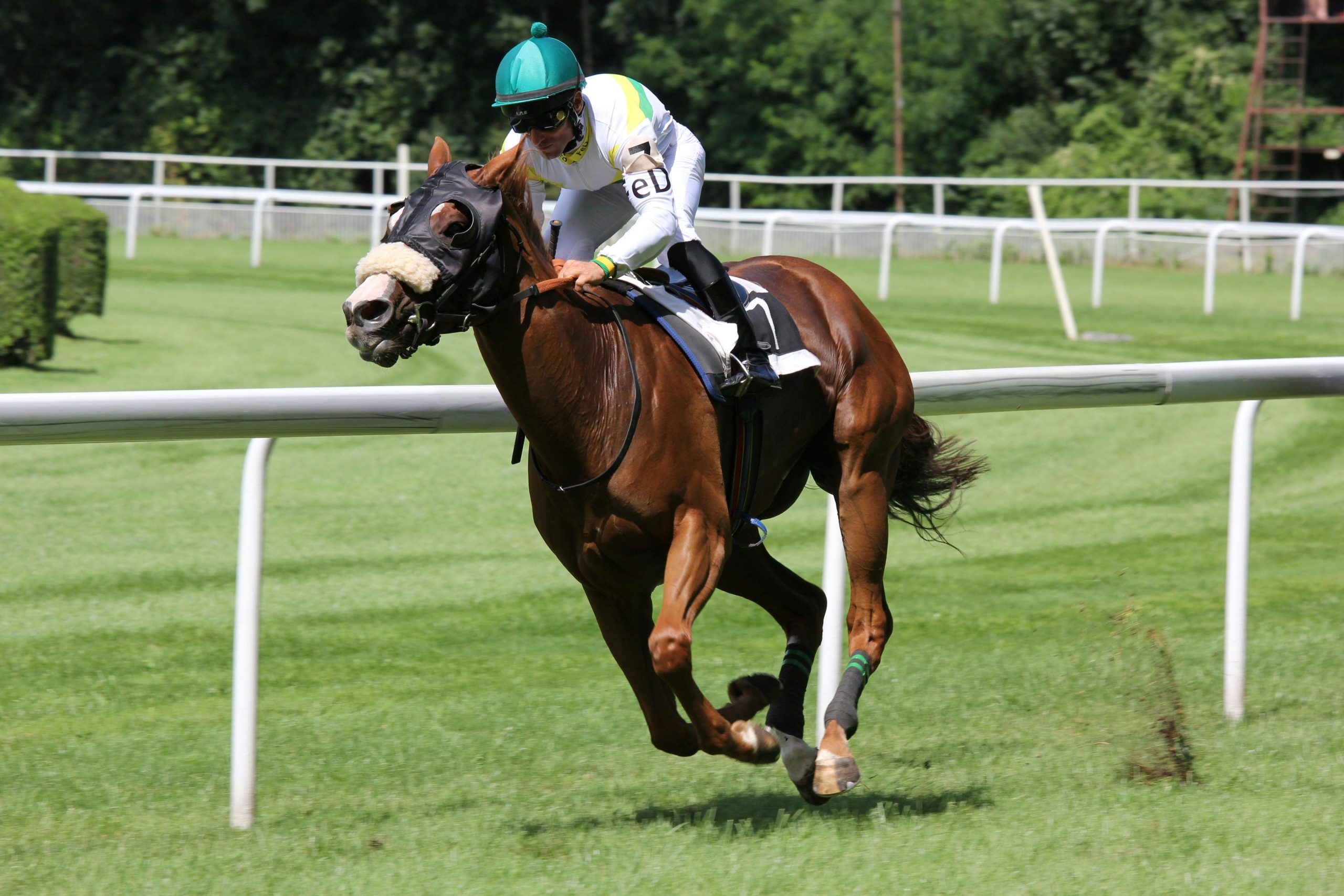 Le Grandi Imprese Equestri: Eccellenza e Storia nel Mondo del Cavallo