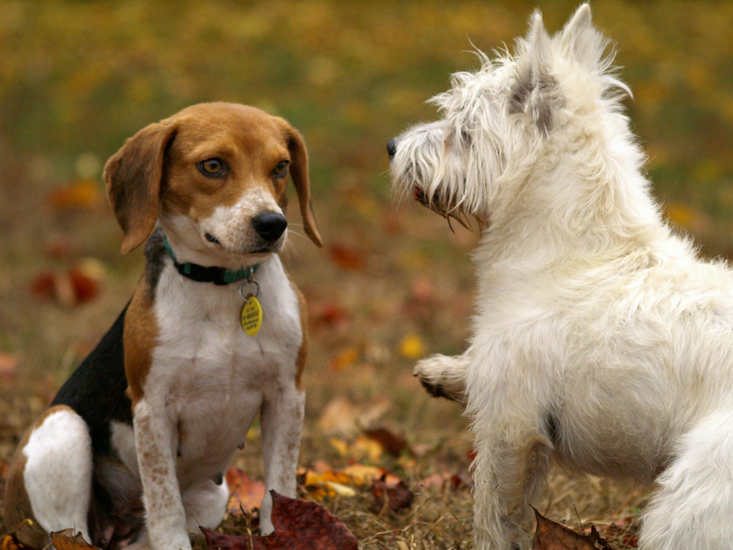 I Cani Che Vi Faranno Ridere Per Giorni: I Compagni Più Divertenti E Amati